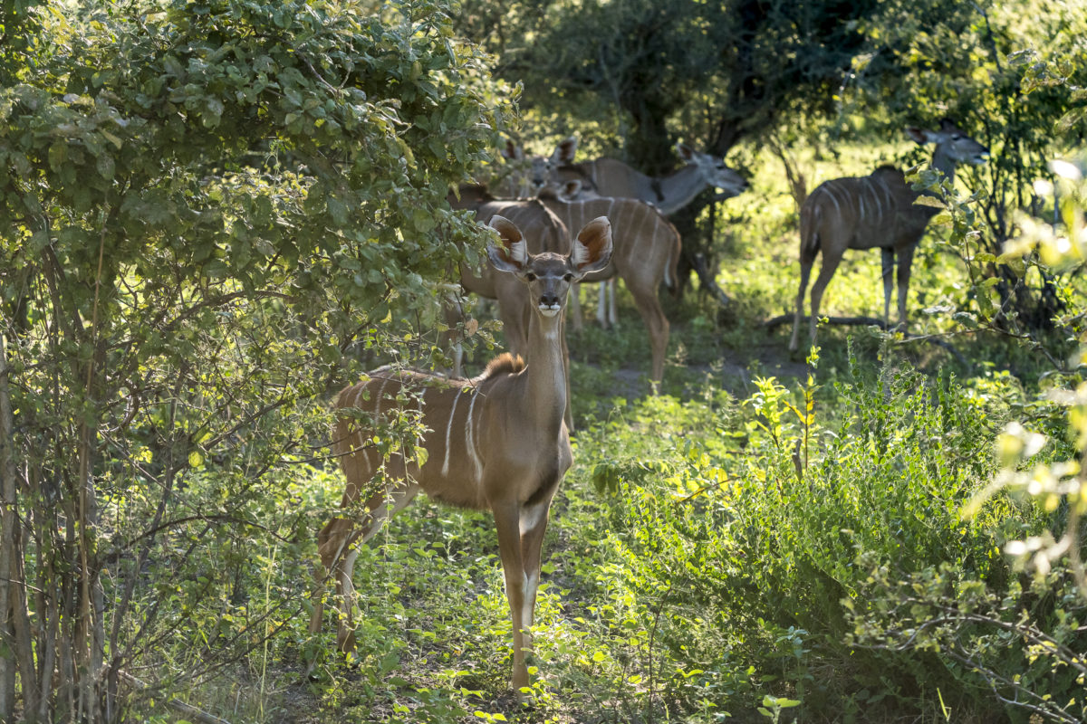 Kudu Bwabwata Nationalpark
