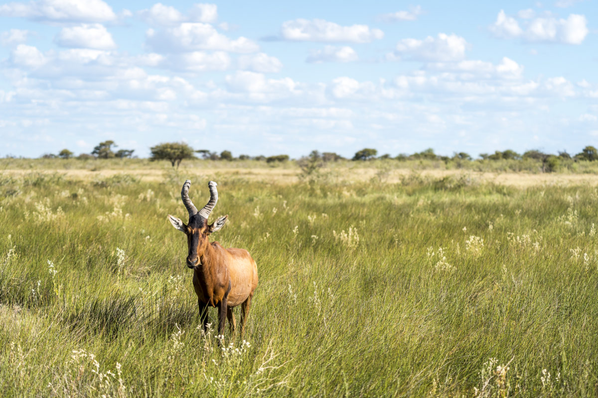 Kuhantilope Etosha Nationalpark