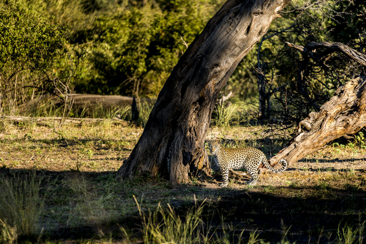 Leopard im Bwabwata Nationalpark