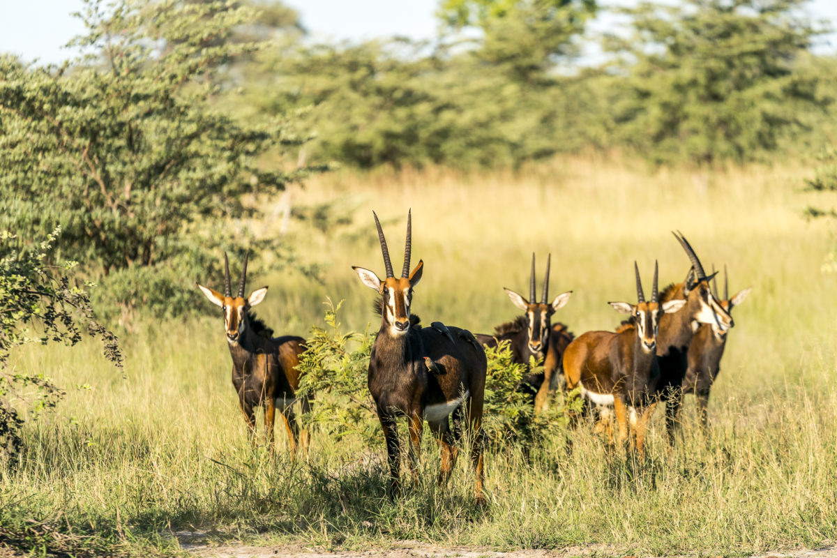 Rappenantilopen im Bwabwata Nationalpark