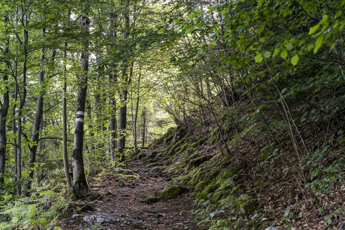 Risletenschlucht Schluchtenpfad