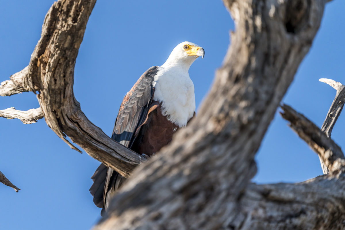 Schreiseeadler in Namibia