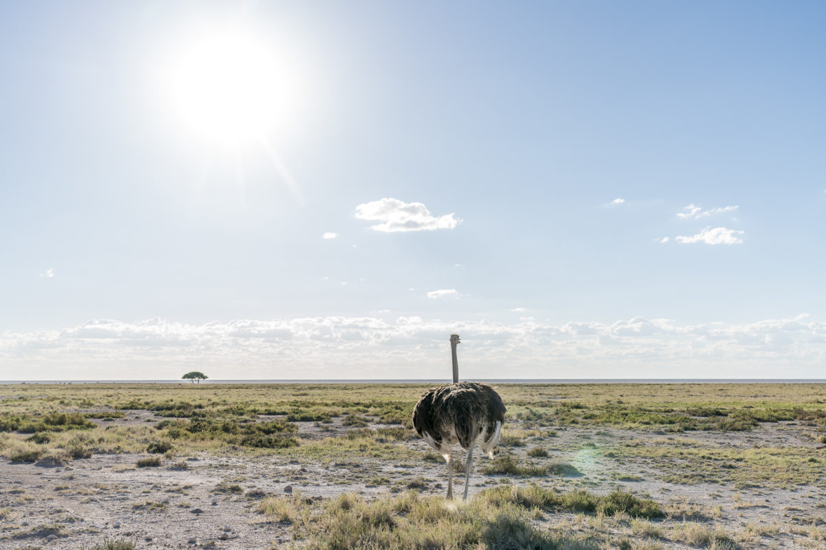 Strauss im Etosha Nationalpark