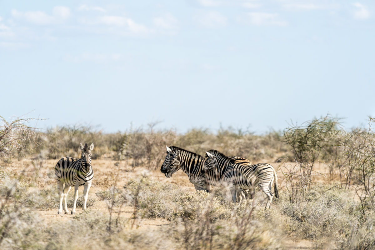 Zebras im Etosha Nationalpark