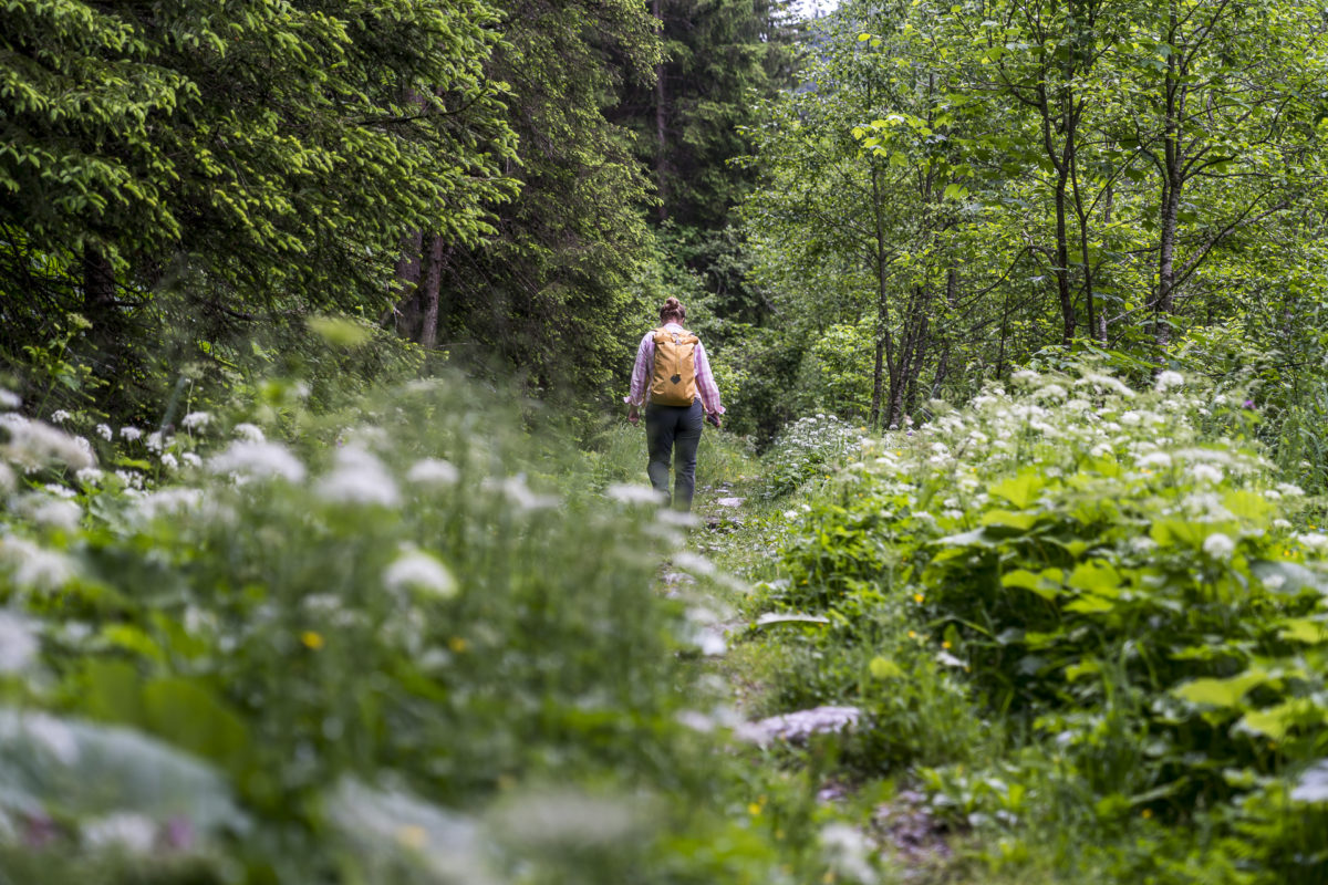 Zirbenweg Wattener Lizum