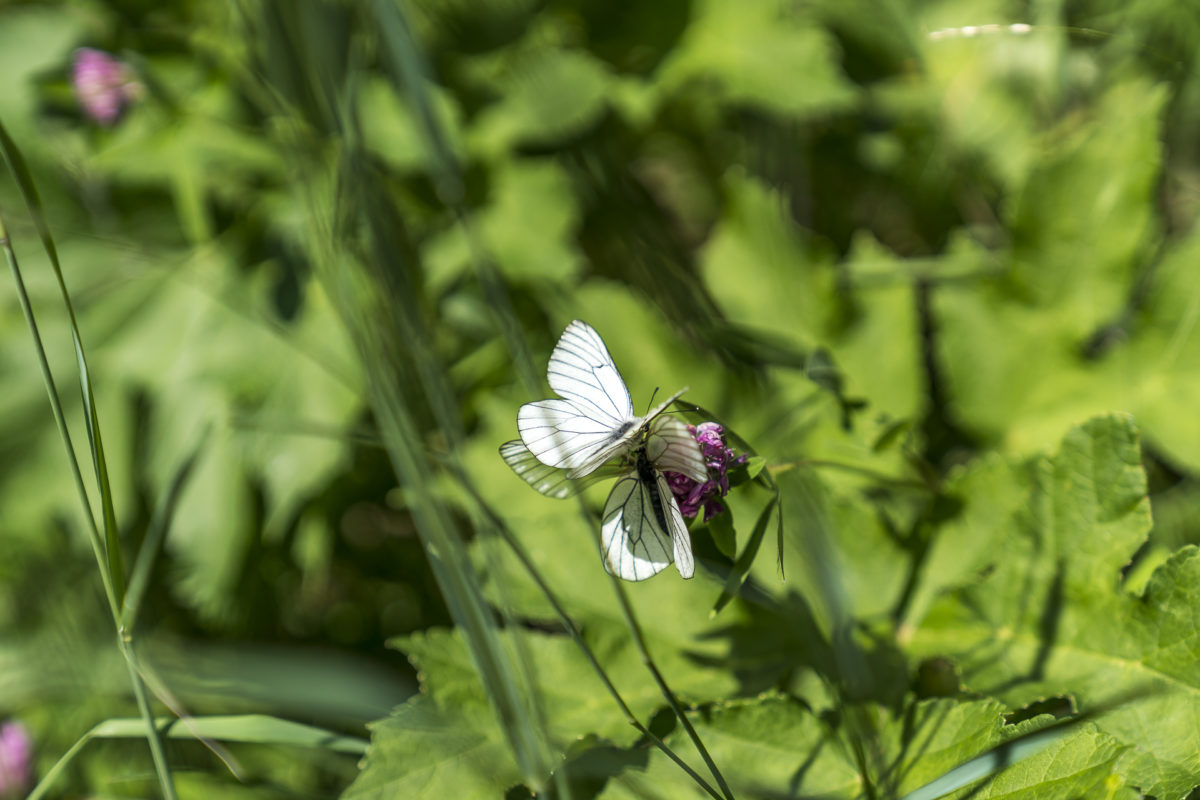 Natur Details