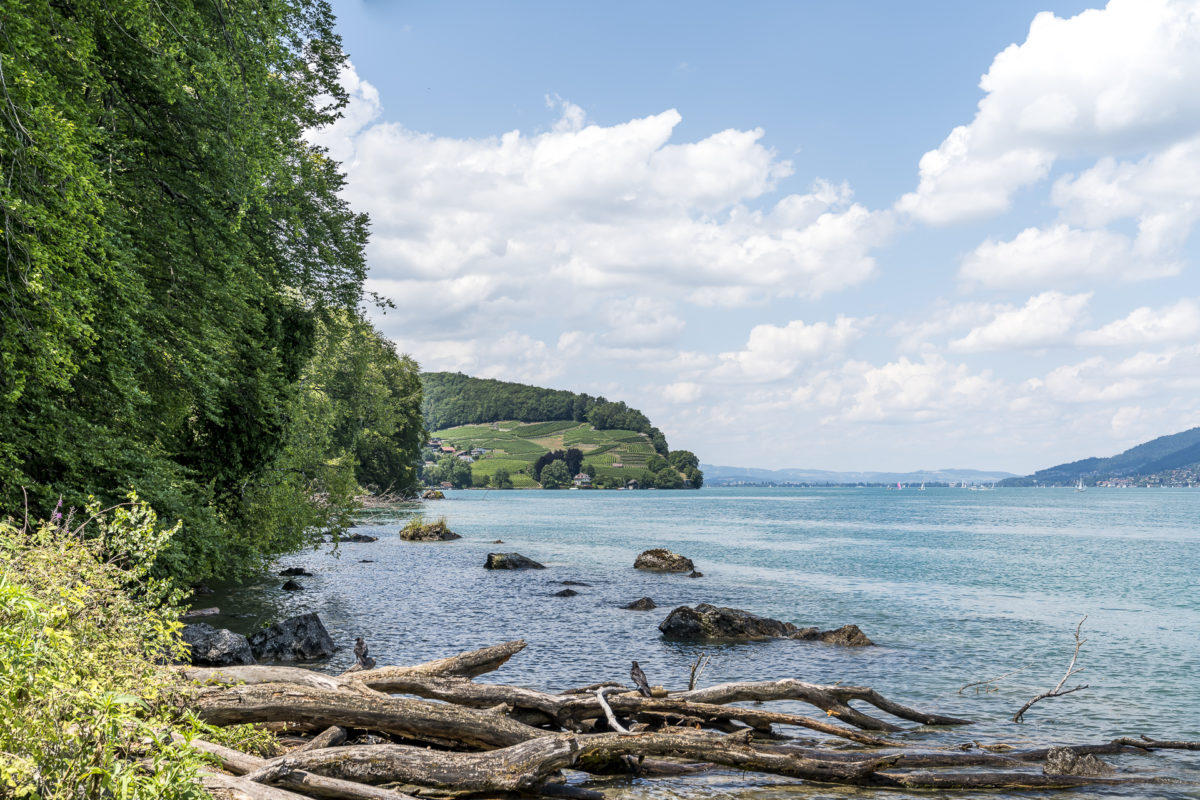 Spiez Uferweg Wandern