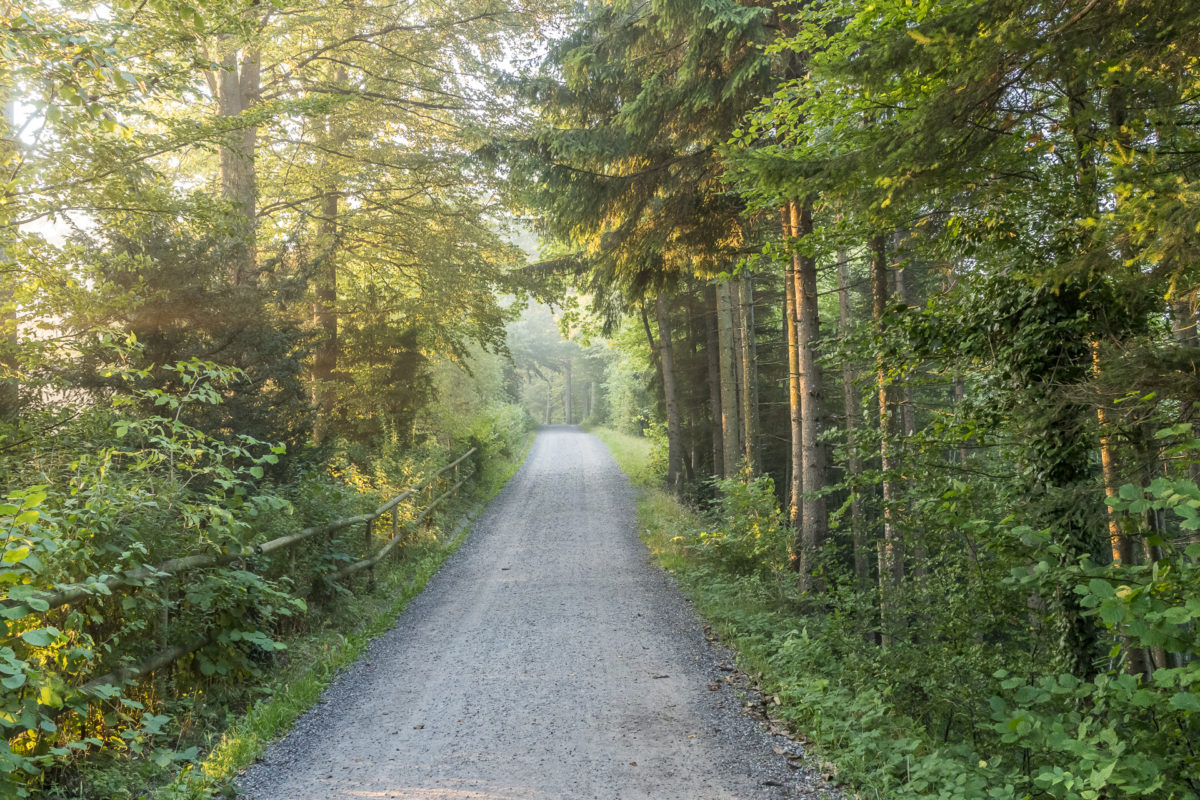 Albisgrat Höhenweg Wanderweg