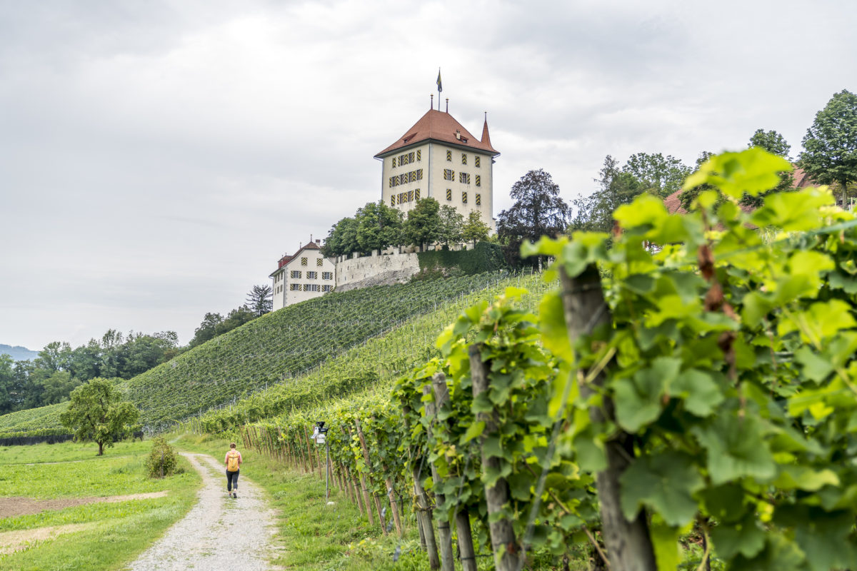 Hallwilersee Schlsos Heidegg Wanderung