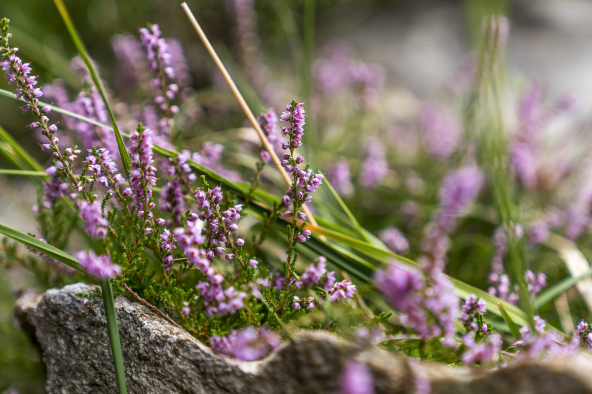 Herbstblumen Tessin