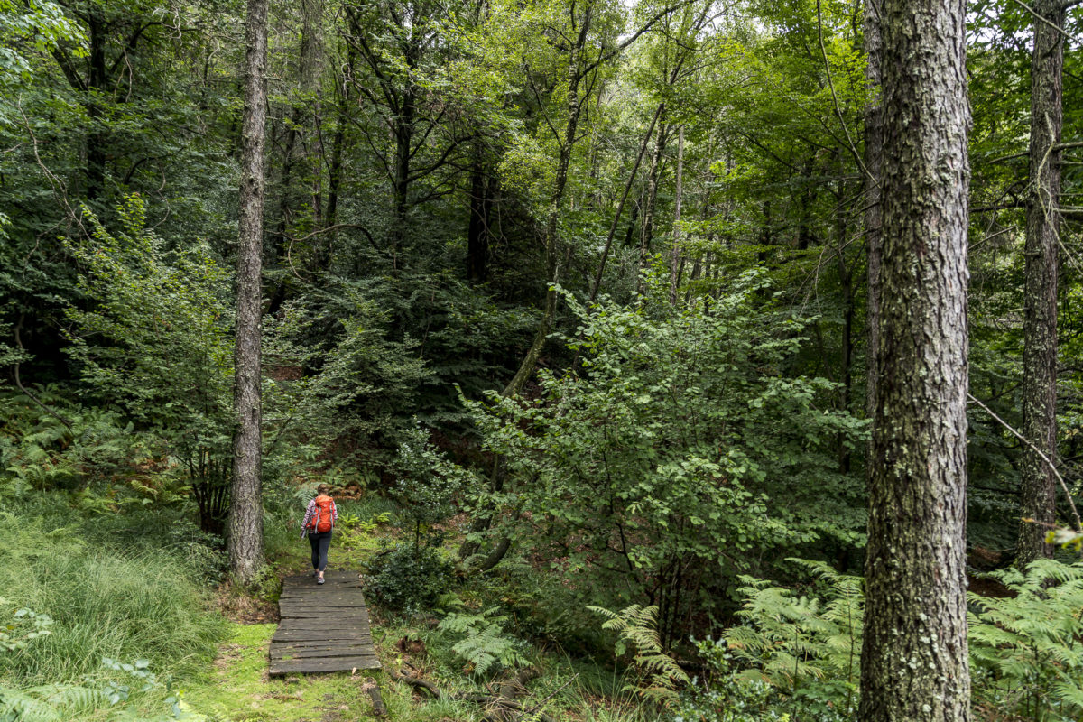 Höhenwanderung Gambarogno