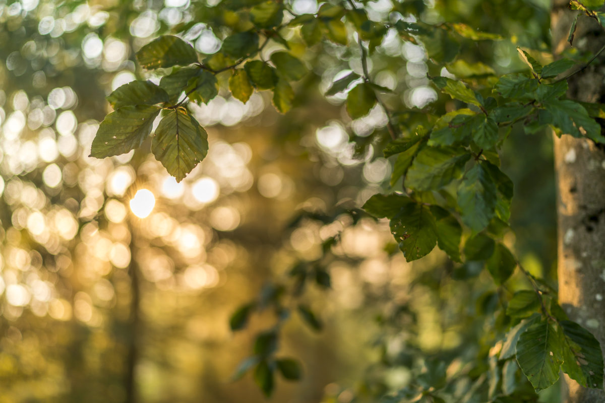 Licht Blätter Stimmung