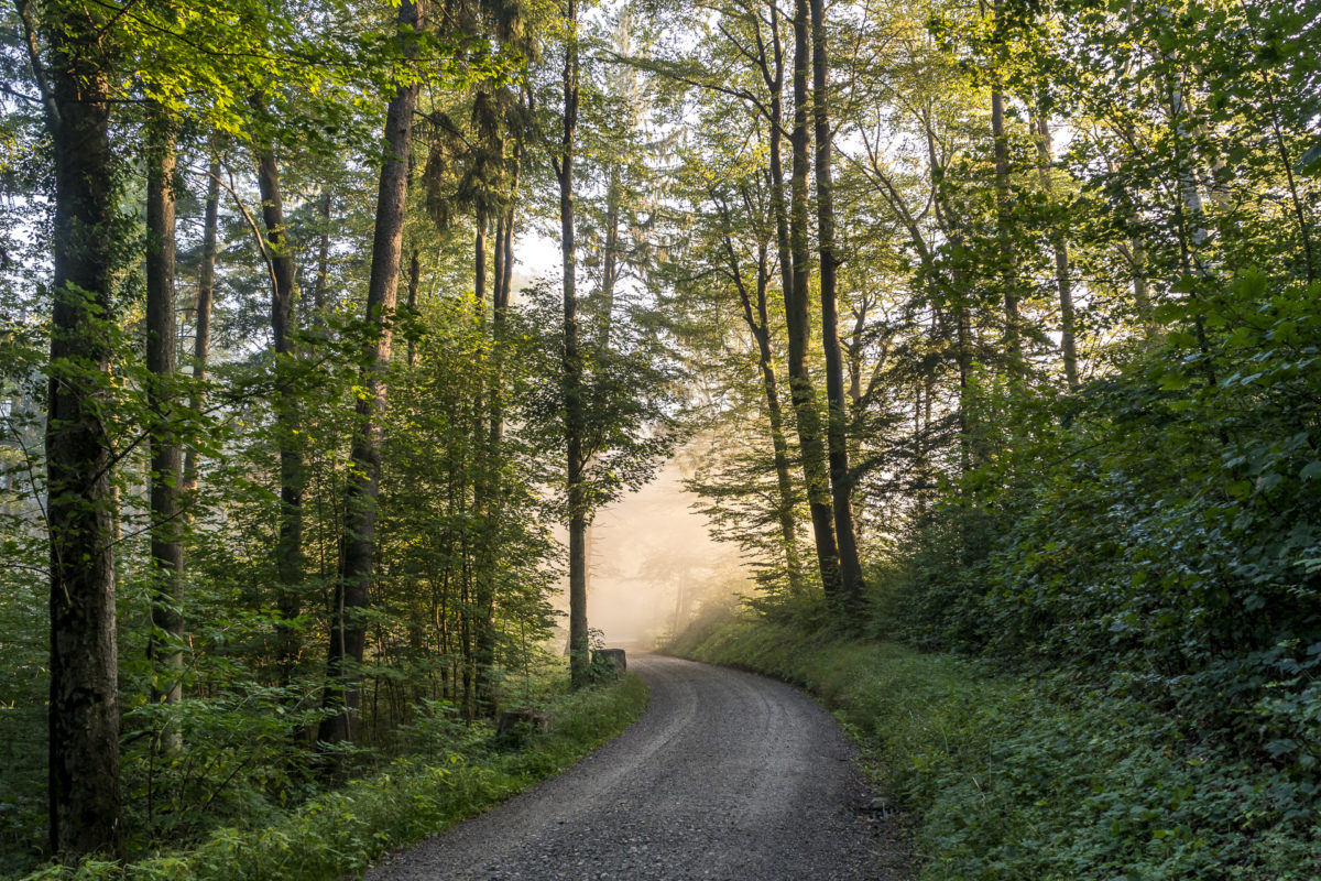 Morgenstimmung Uetliberg