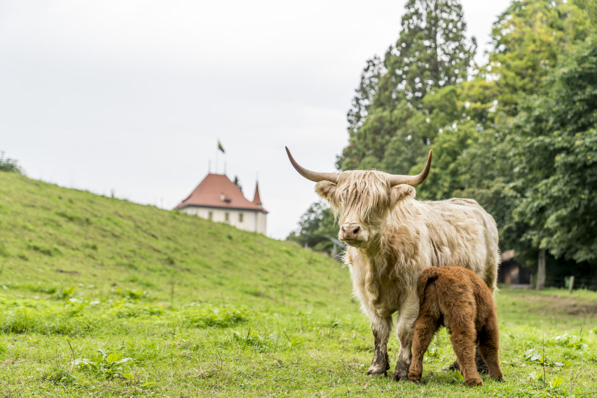 Schottisches Hochlandrind Seetal