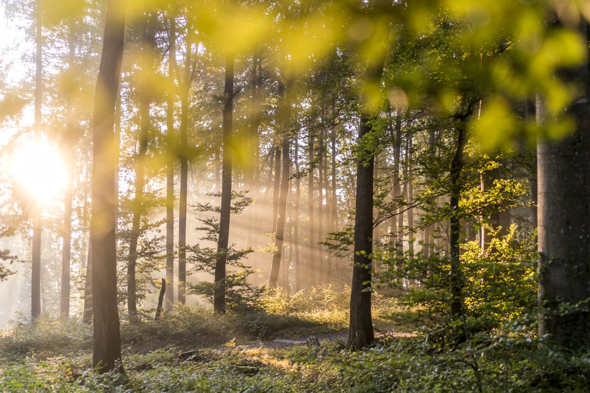 Uetliberg Albispass Wald