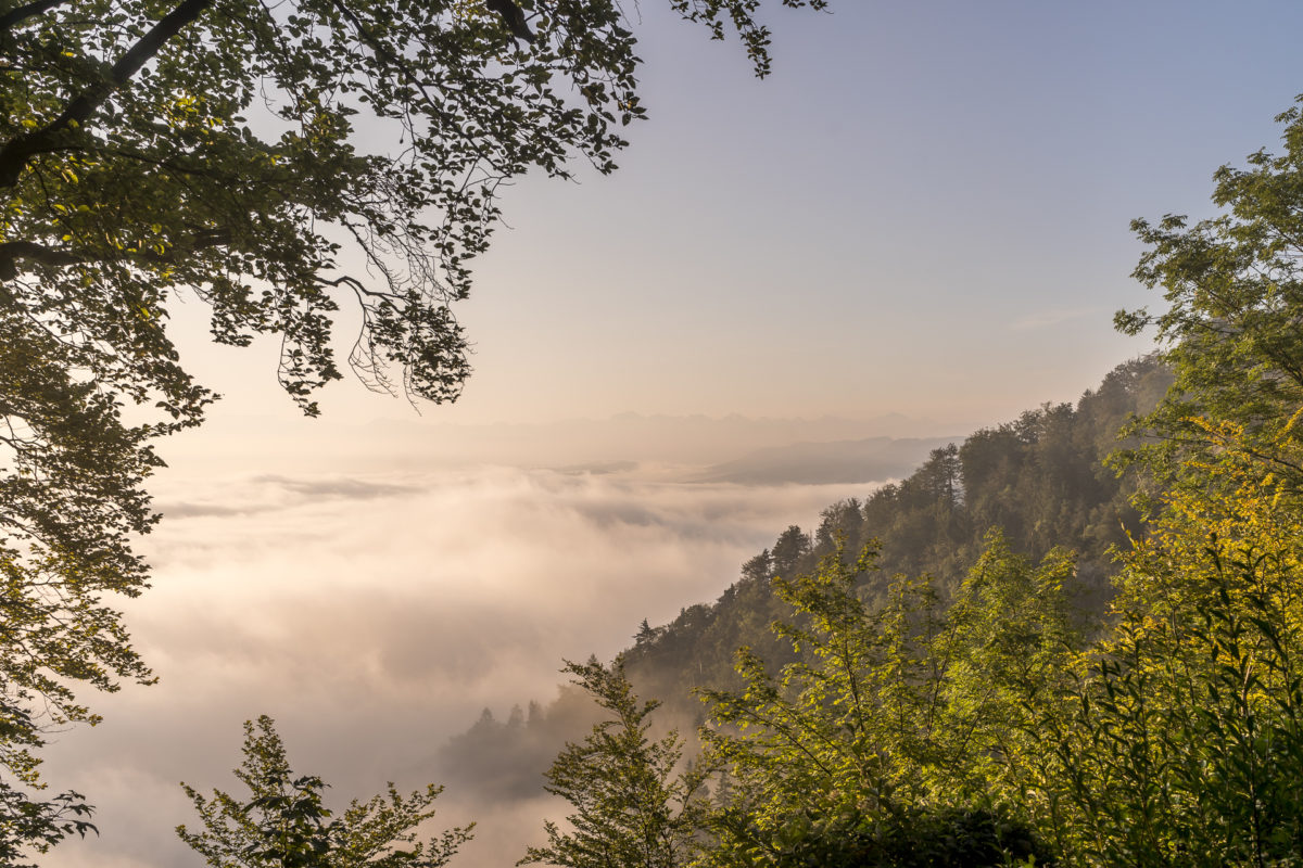 Uetliberg-Wanderung-Albisgrat