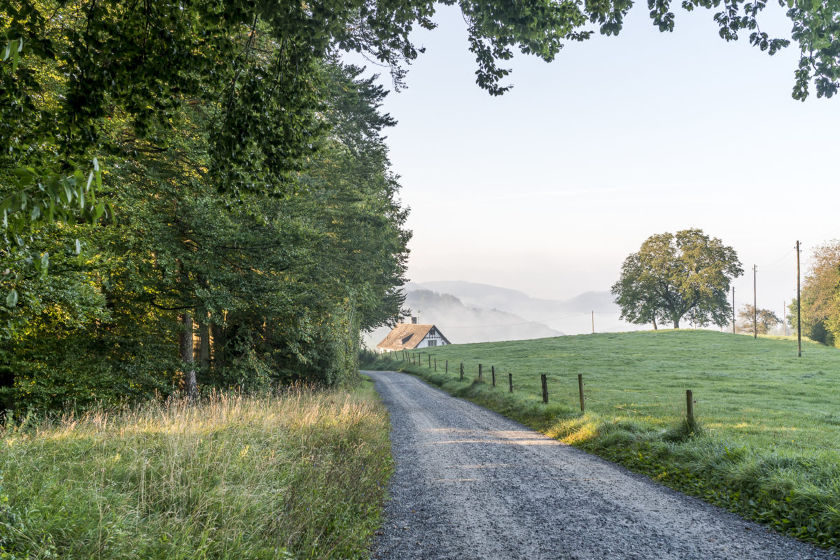 Uetliberg Wanderweg Albispass