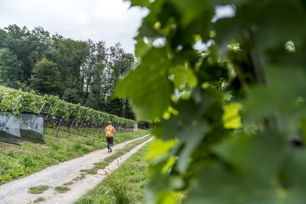 Weingüterwanderung Seetal