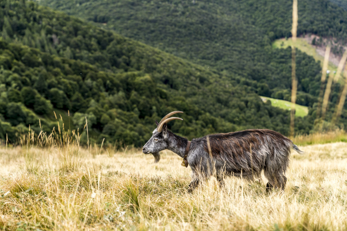 Ziegen Gambarogno