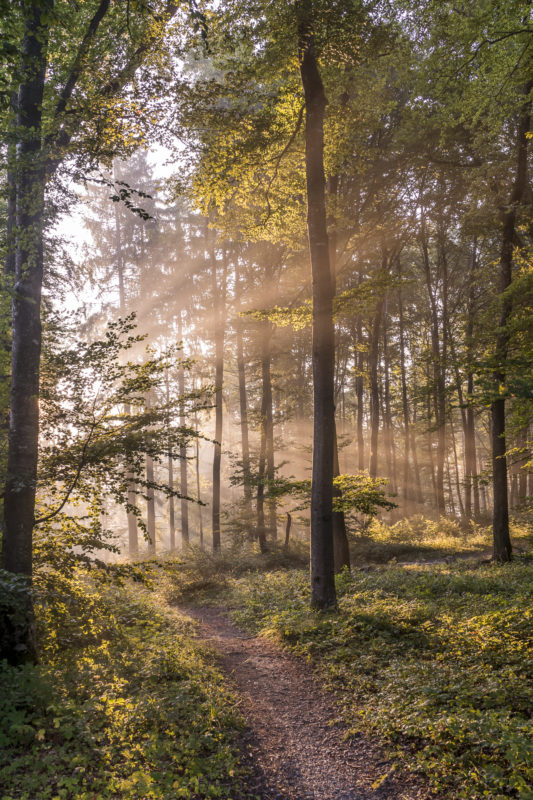 Uetliberg Albispass Morgenlicht