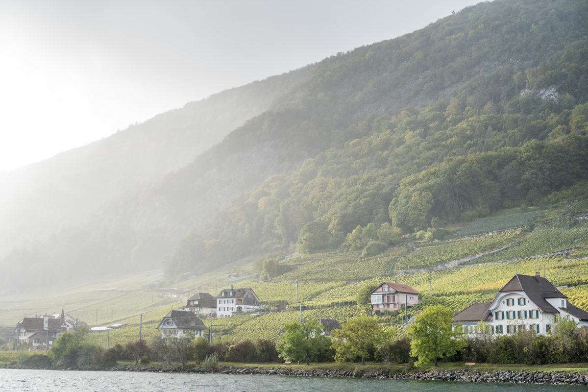 Bielersee Rebberge