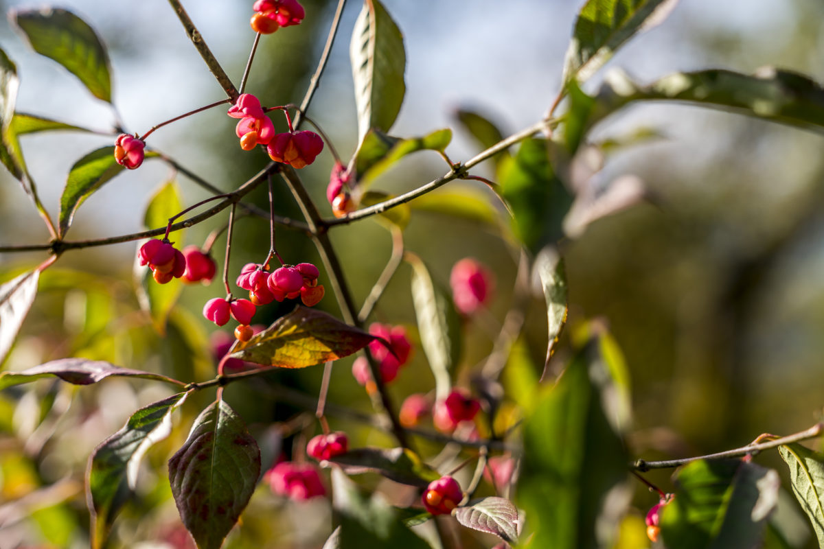 Herbst Natur