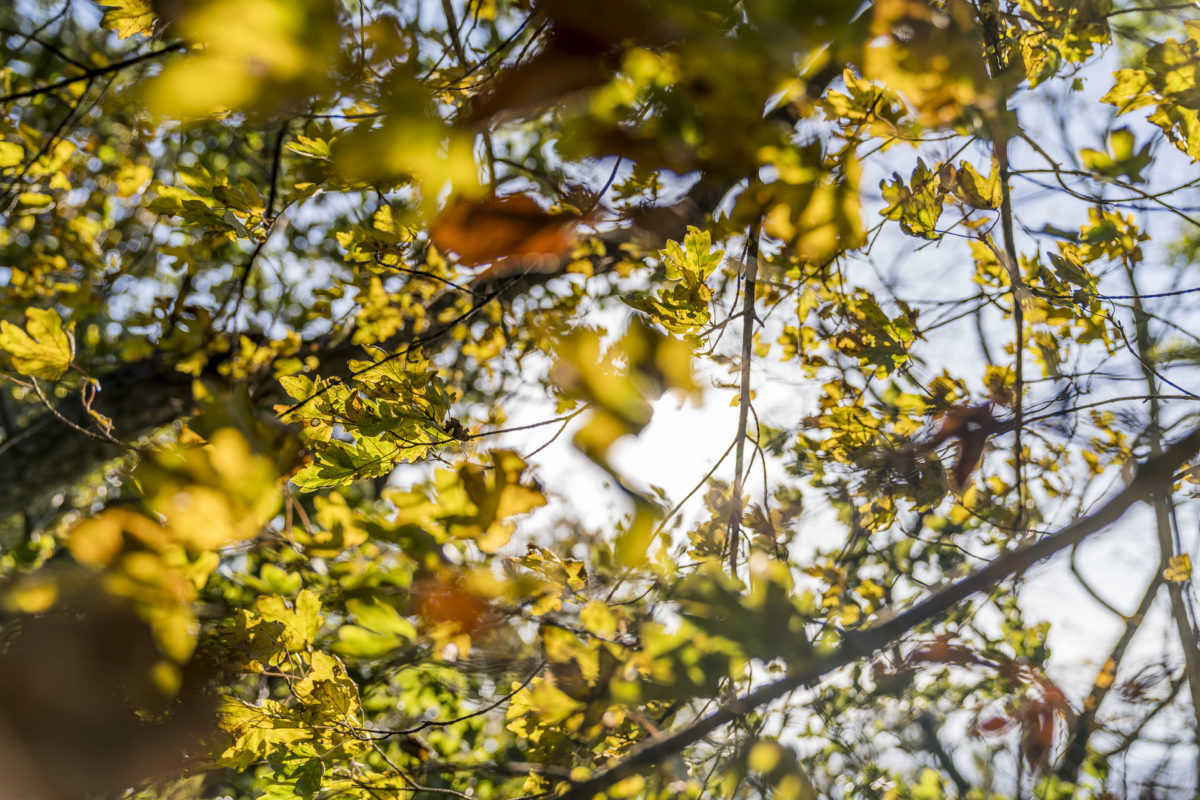 Herbstlicher Wald