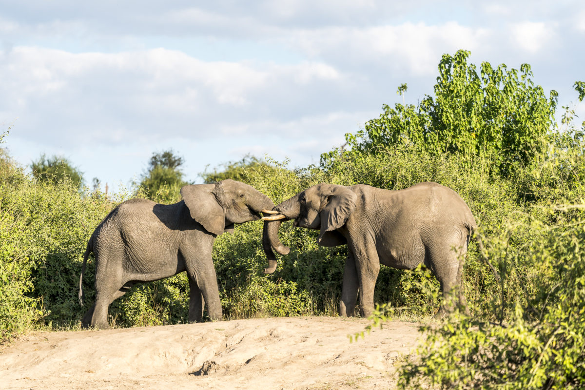 Chobe River Elefanten