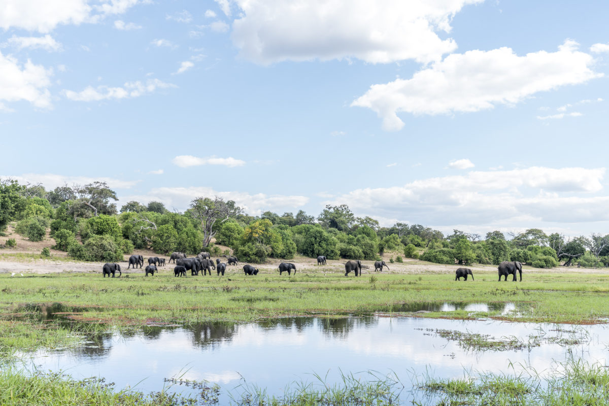 Chobe River Elefanten baden