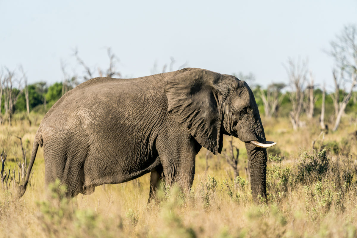 Elefant Okavango Delta