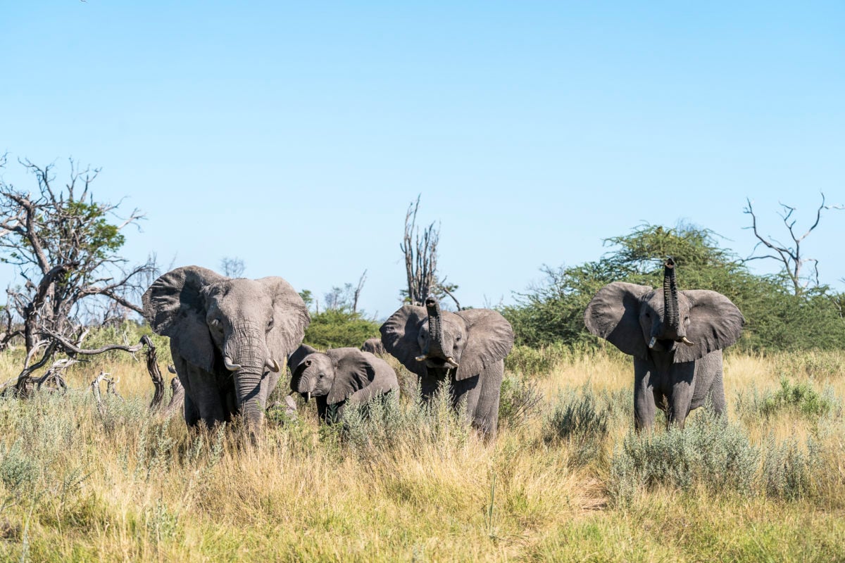 Elefanten Okavango Delta