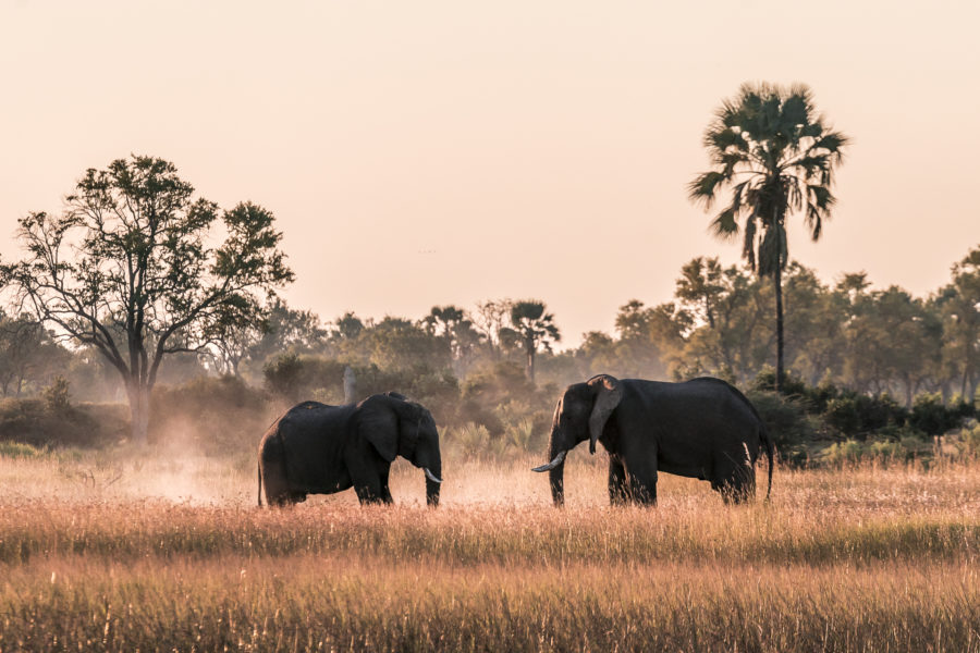 Elefanten Sonnenuntergang