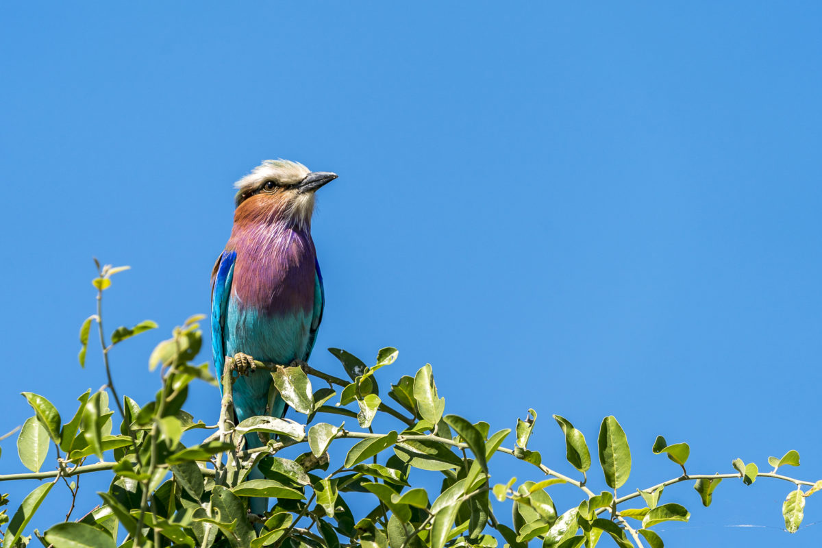 Gabelracke Vogel