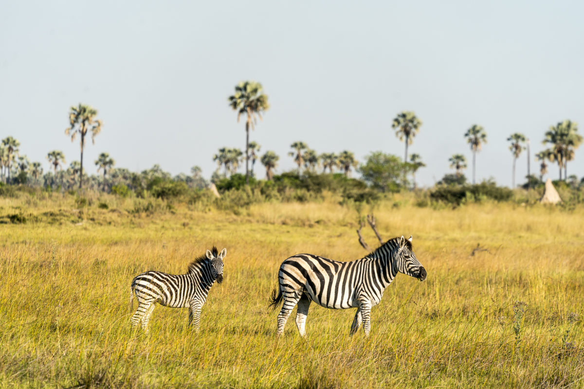 Zebras Okavango Delta