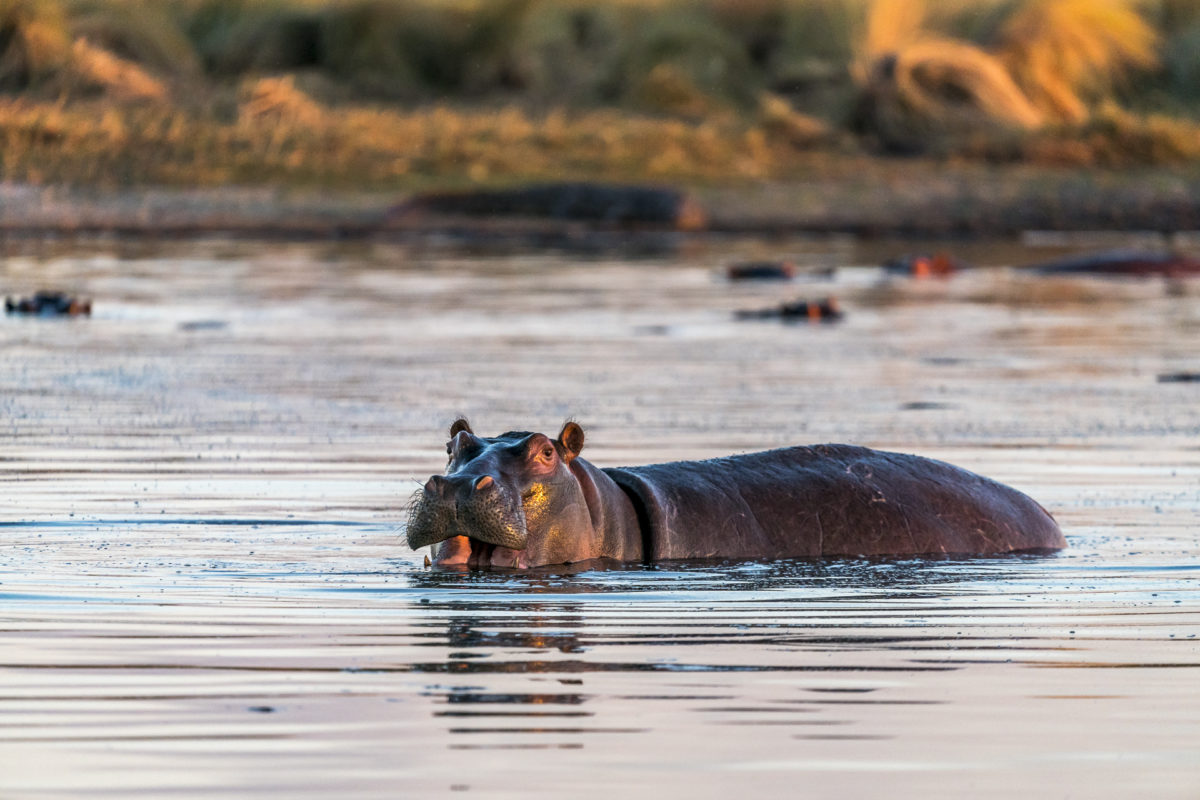 Hippo Okavango Delta