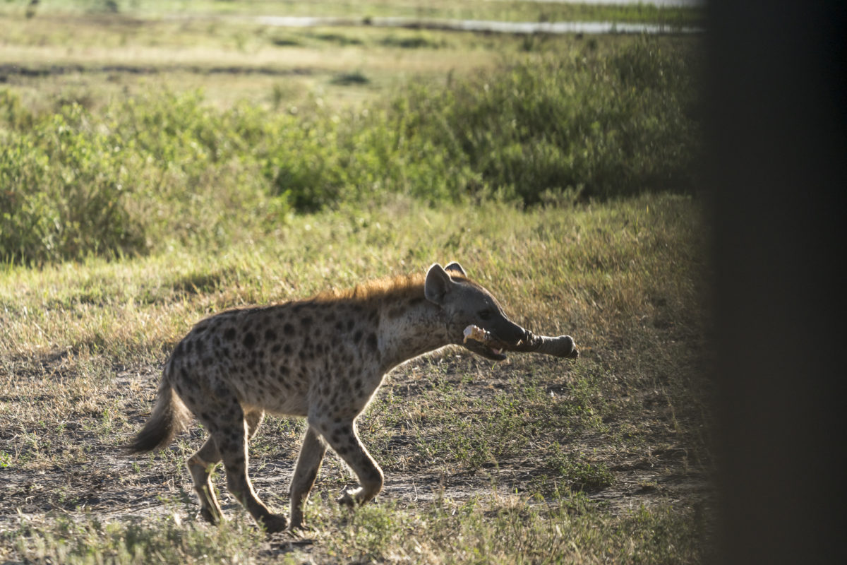 Hyäne Chobe Nationalpark