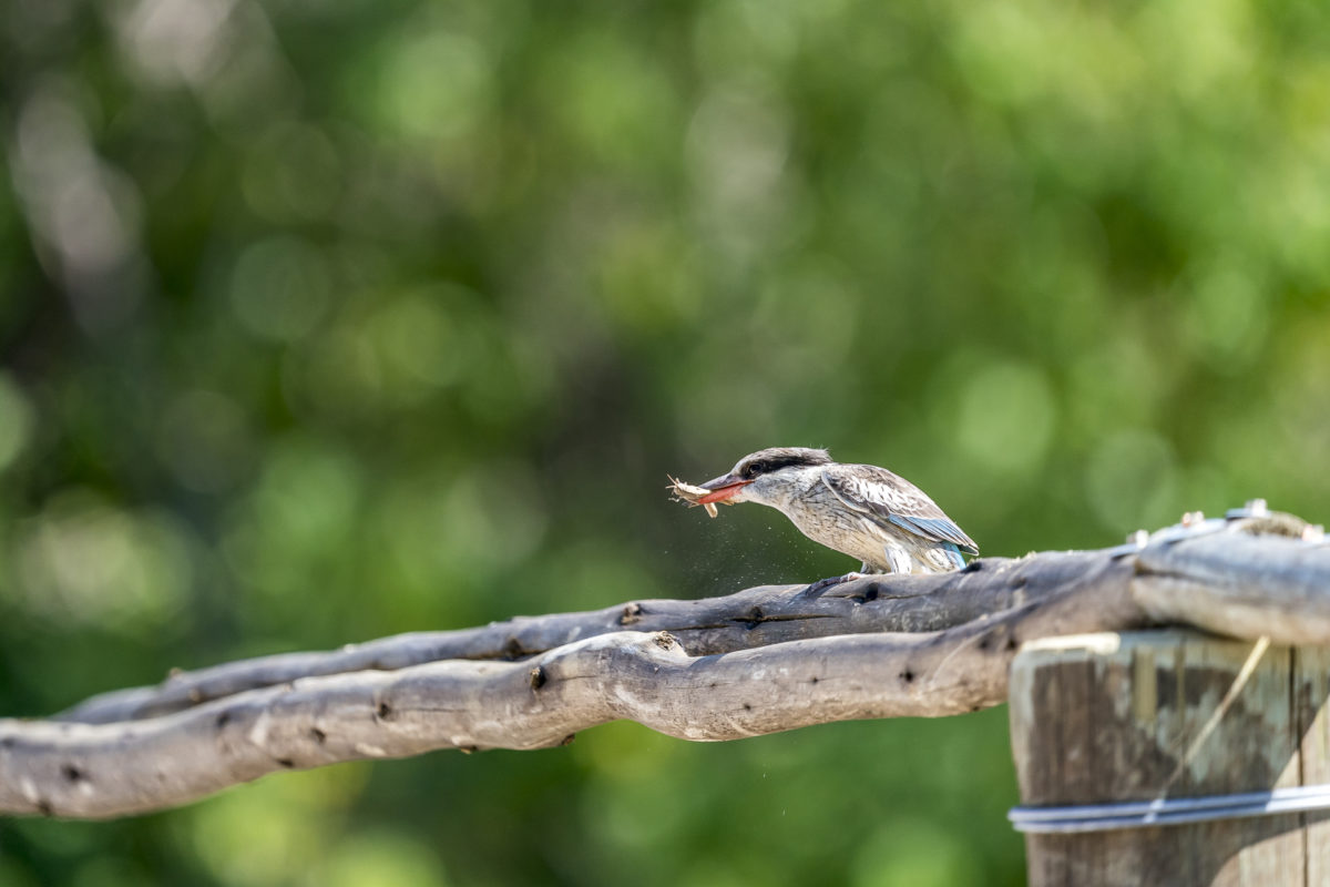 Kingfisher Okavango Delta