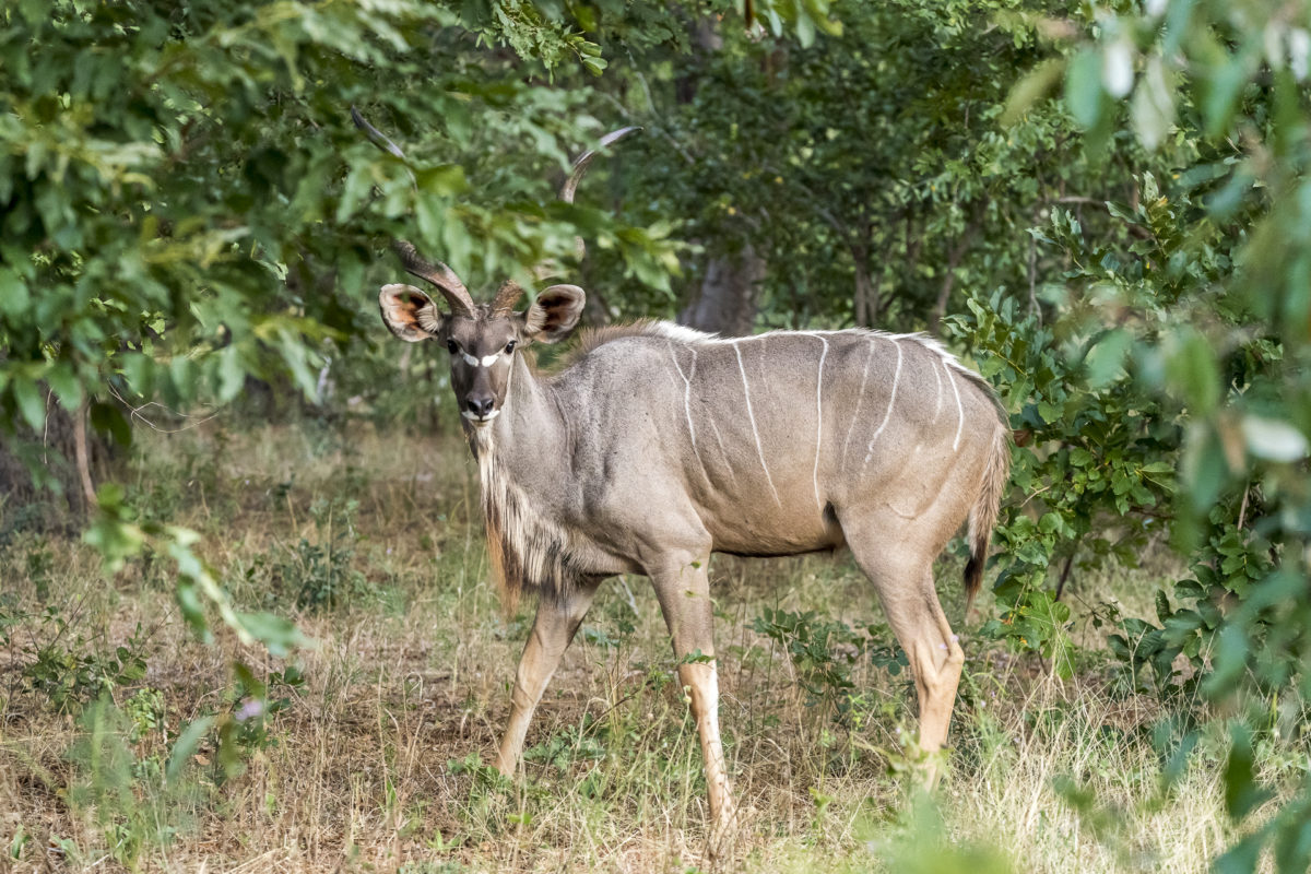 Kudu Chobe Nationlpark