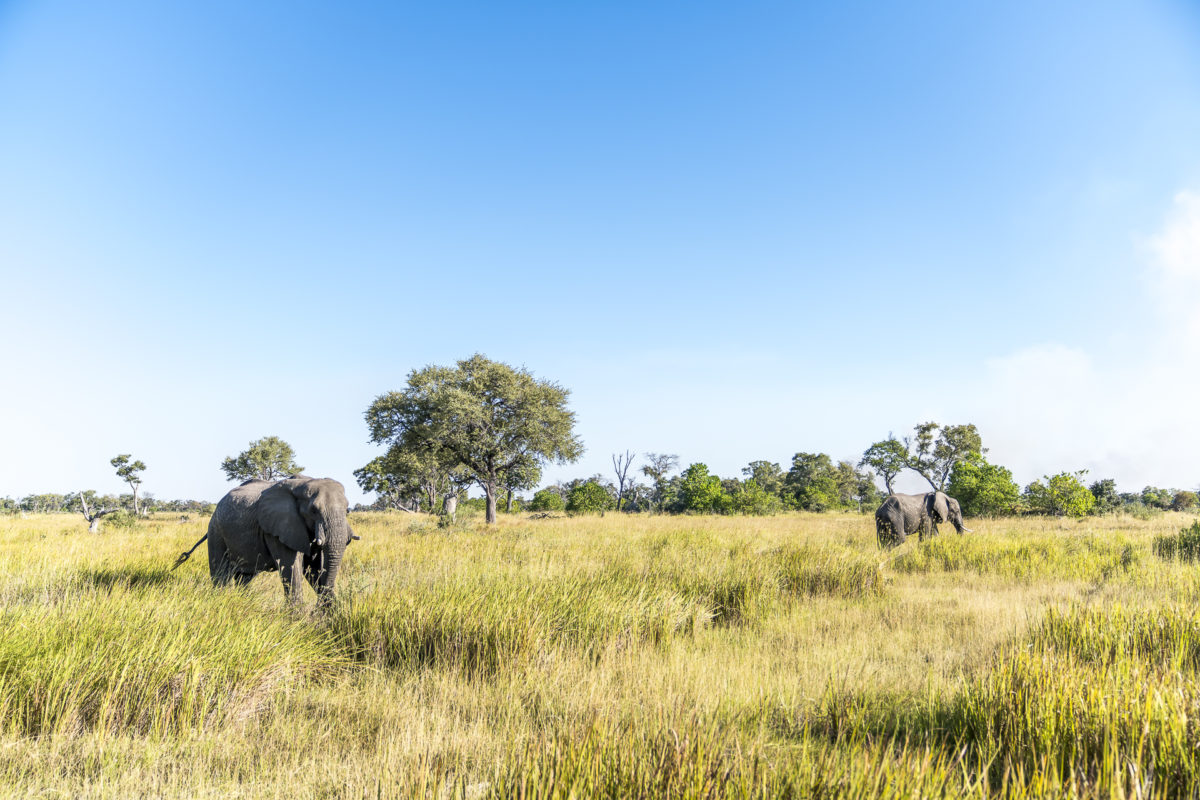 Okavango Delta Elefanten