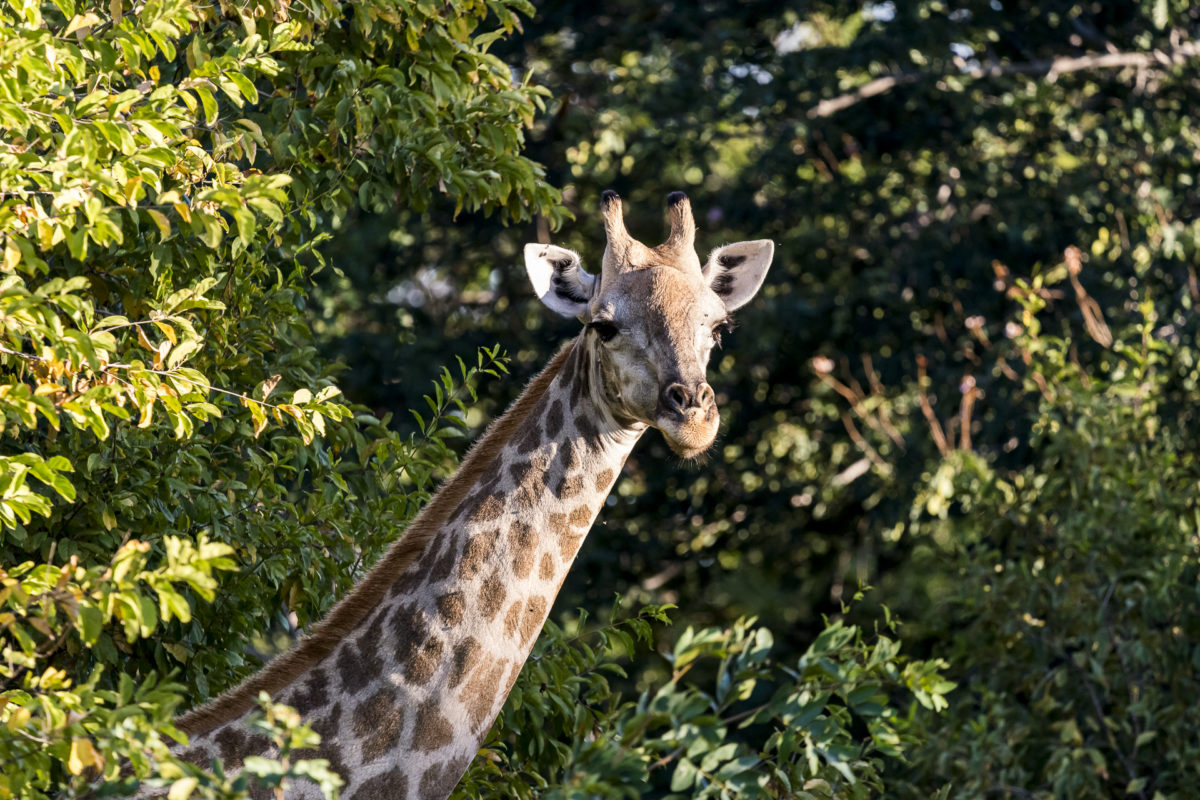 Okavango Delta Giraffe