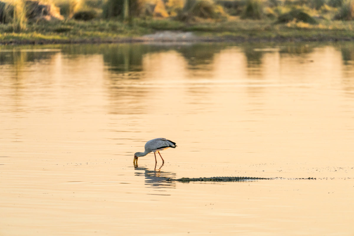 Okavango Delta Vögel