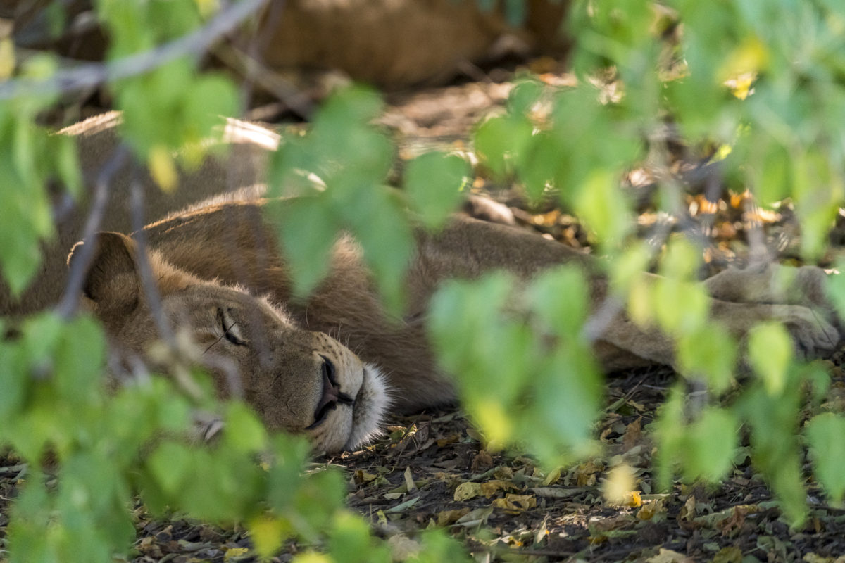 Schlafender Löwe Chobe Nationalpark