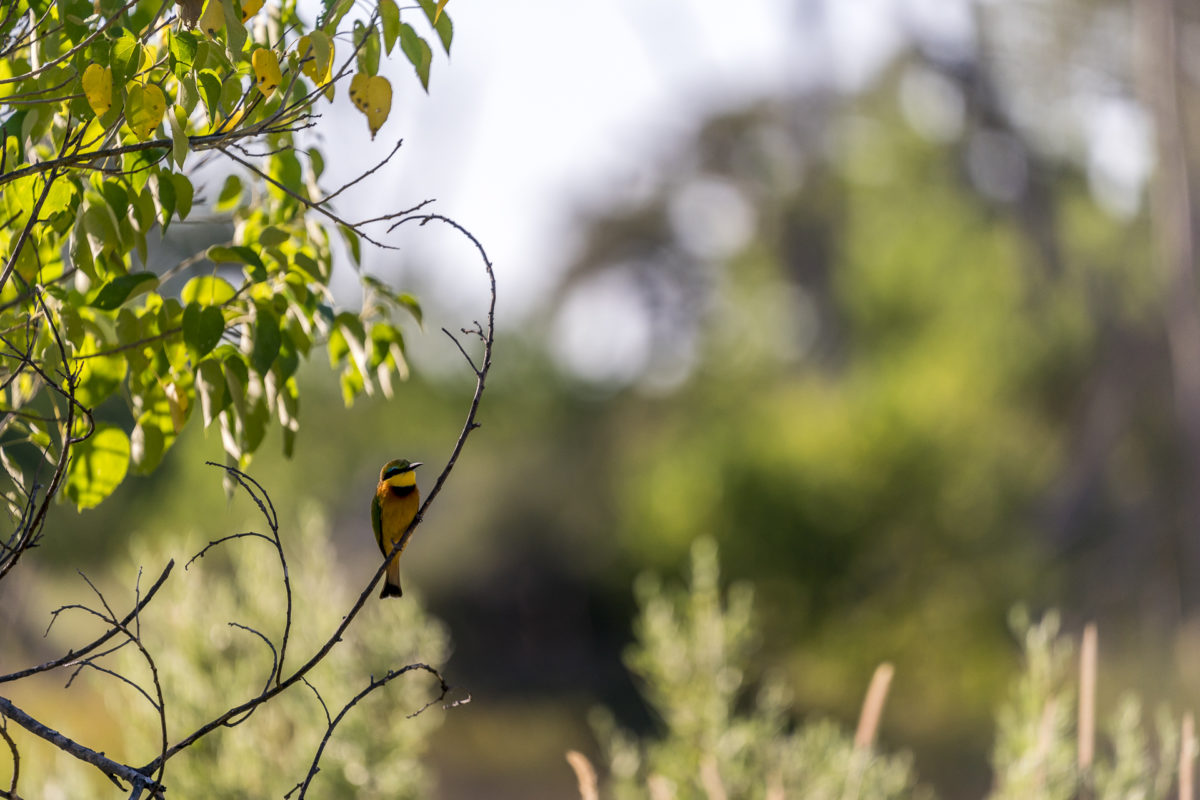 Vogel Okavango Delta