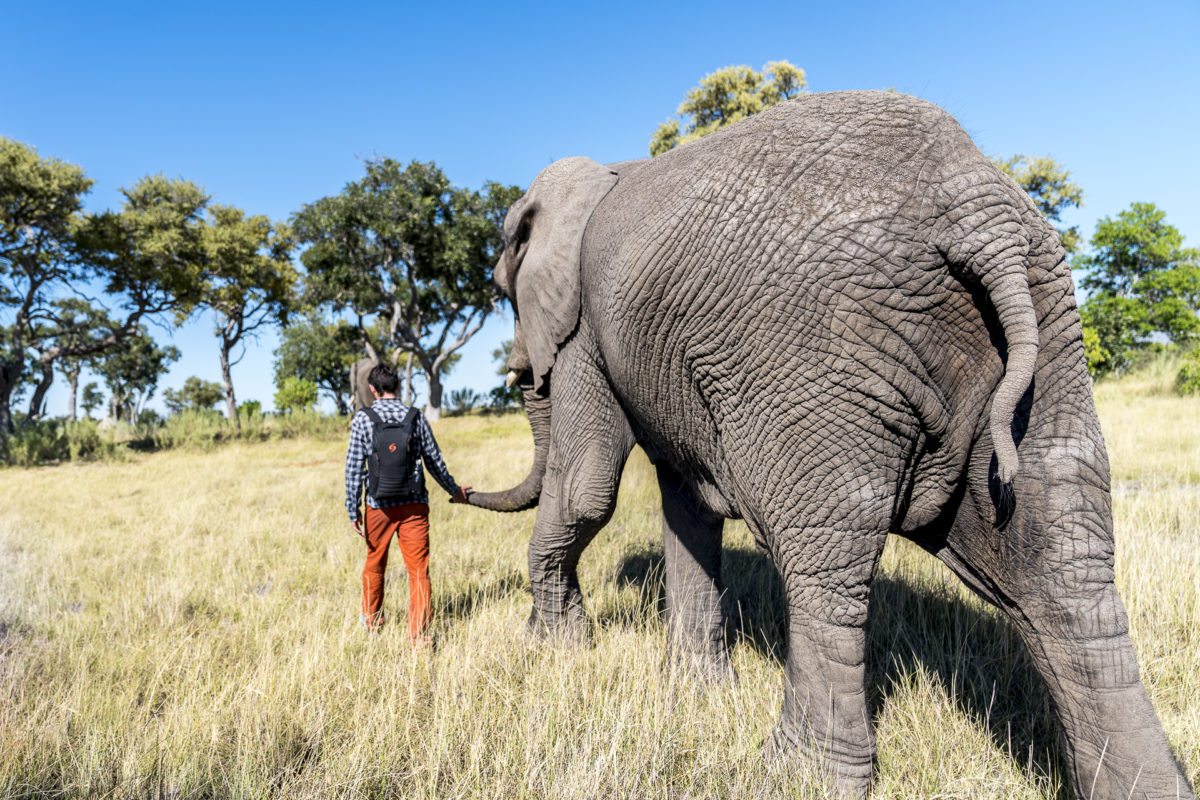 Walking with Elefants