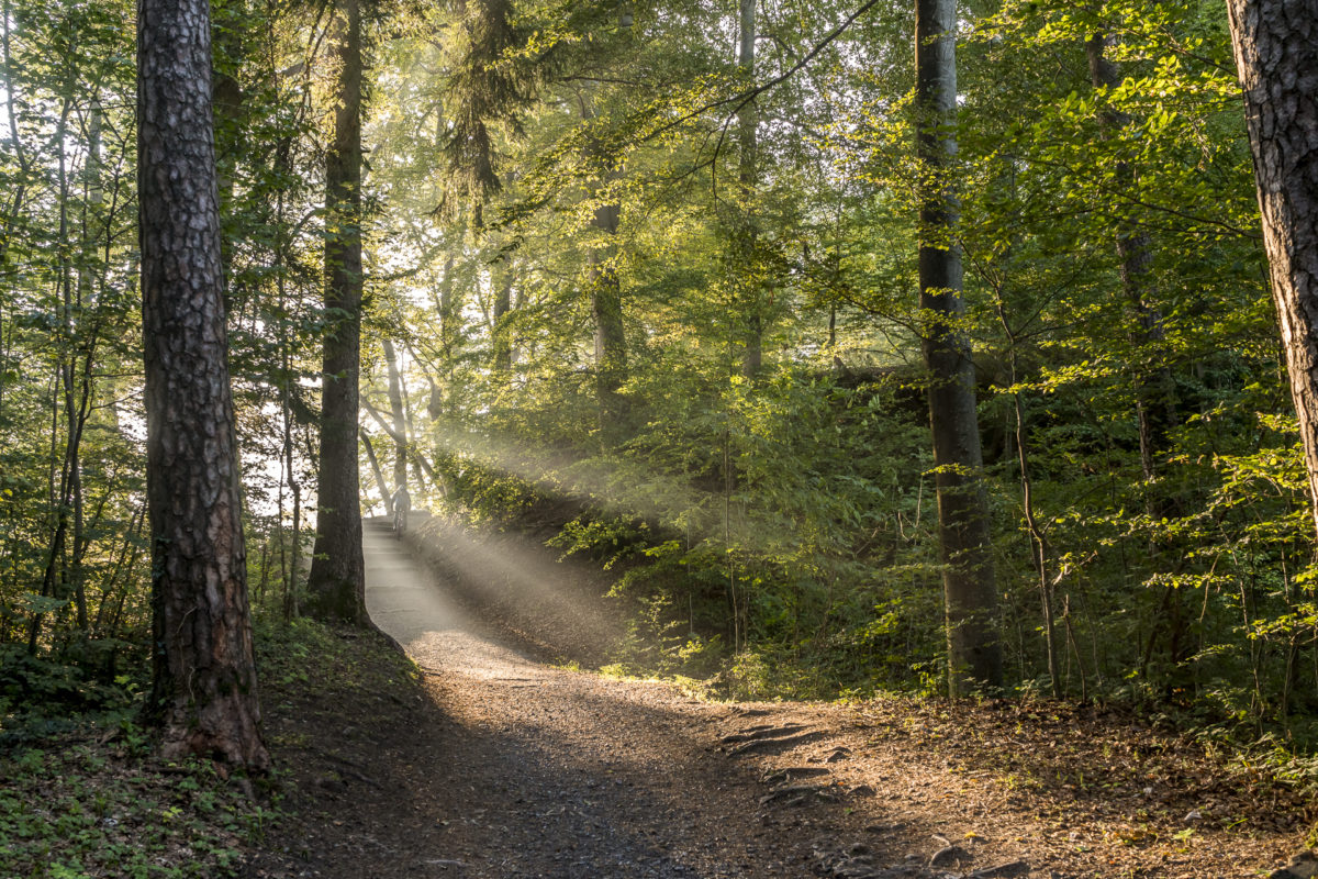 Felsenwegg Albispass