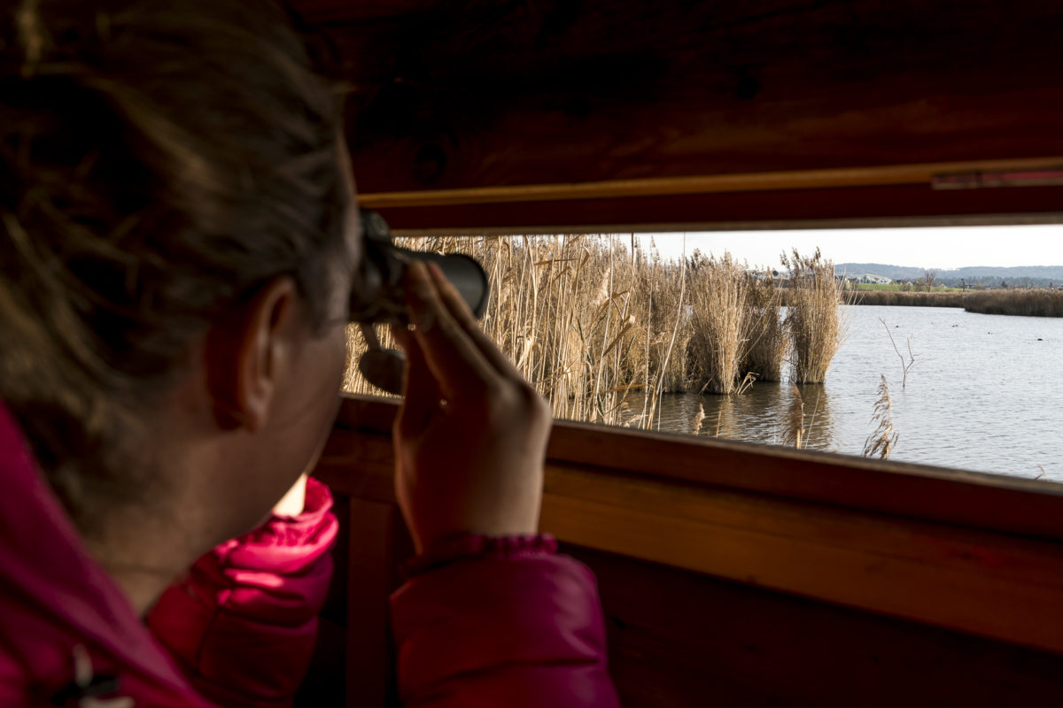 Neeracherried Vogelbeobachtung