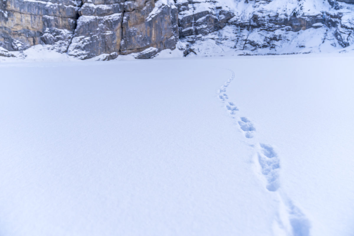 Ice Walk Spuren im Schnee