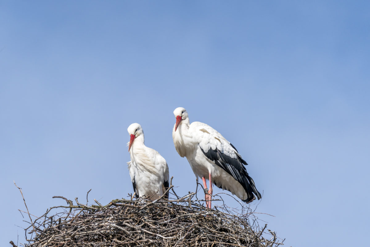 Storch in Pfäffikon