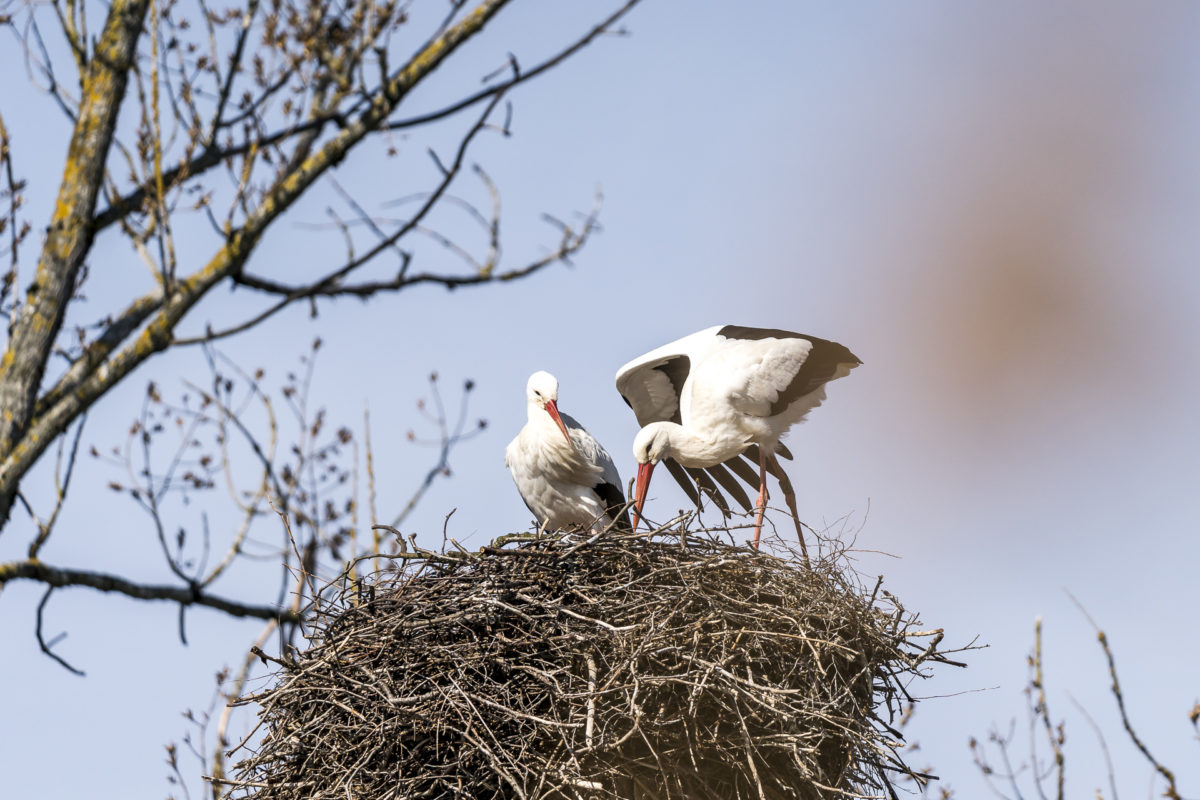 Storchenpaar in Pfäffikon