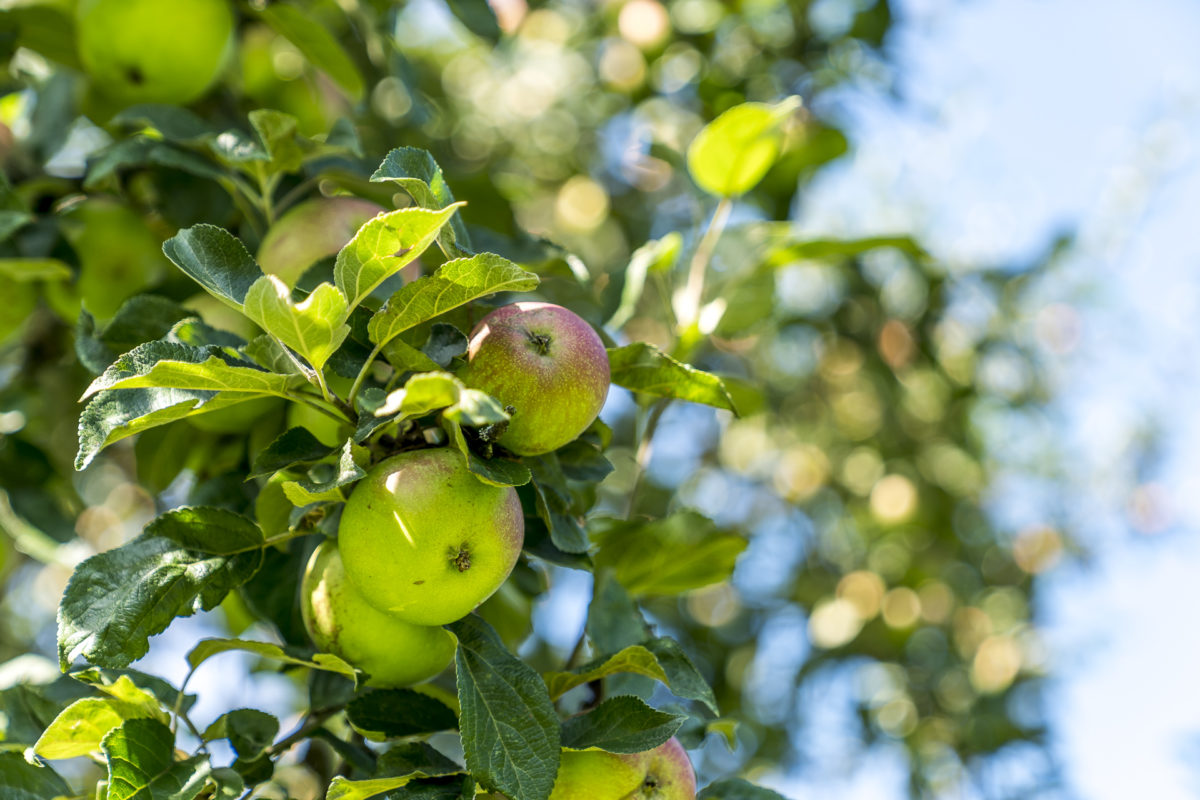 Thurgau Apfel